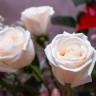 img_9174_1